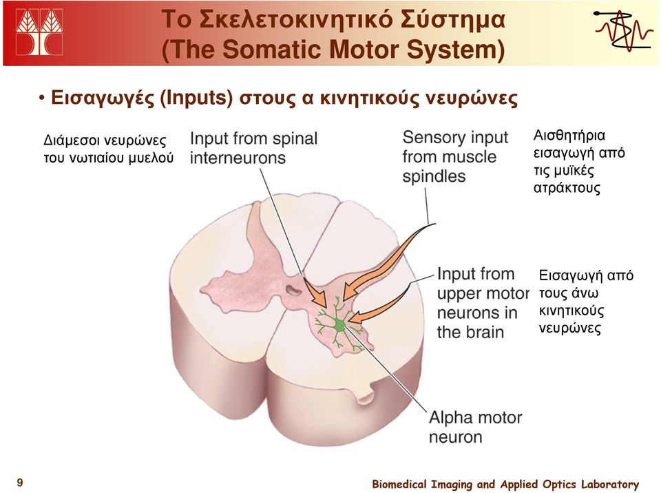 νευρώνες του νωτιαίου µυελού Αισθητήρια εισαγωγή από τις