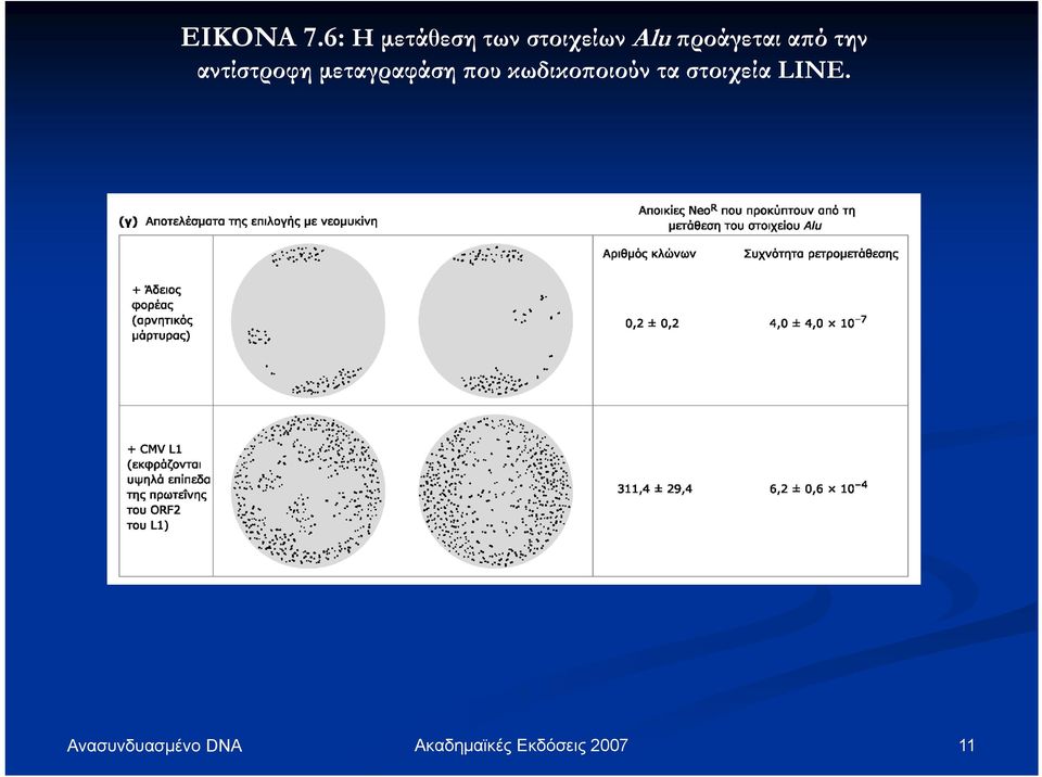 Alu προάγεται από την