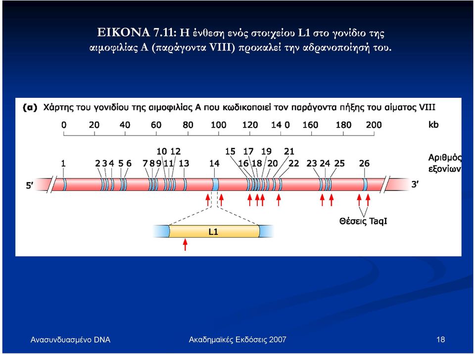L1 στο γονίδιο της αιμοφιλίας