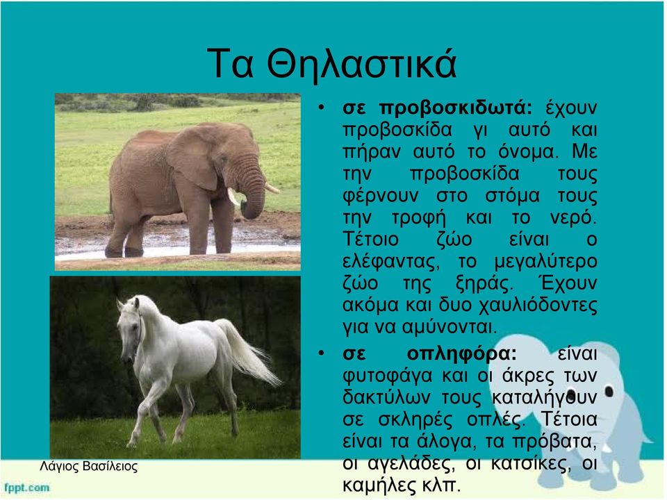 Τέτοιο ζώο είναι ο ελέφαντας, το μεγαλύτερο ζώο της ξηράς.