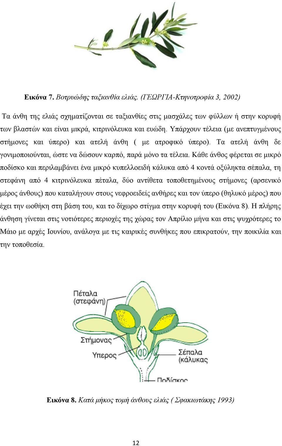 Υπάρχουν τέλεια (με ανεπτυγμένους στήμονες και ύπερο) και ατελή άνθη ( με ατροφικό ύπερο). Τα ατελή άνθη δε γονιμοποιούνται, ώστε να δώσουν καρπό, παρά μόνο τα τέλεια.