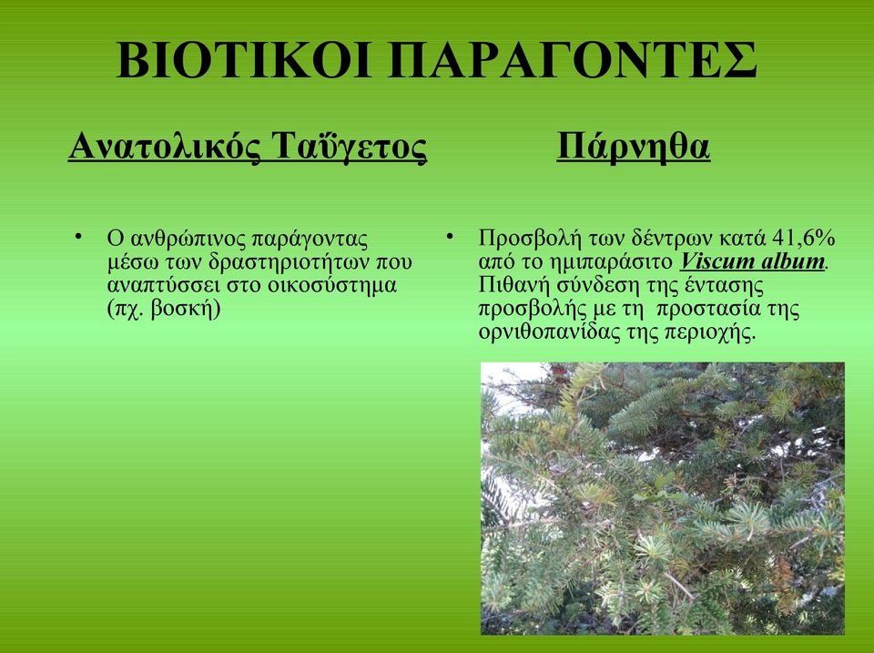 βοσκή) Προσβολή των δέντρων κατά 41,6% από το ημιπαράσιτο Viscum album.