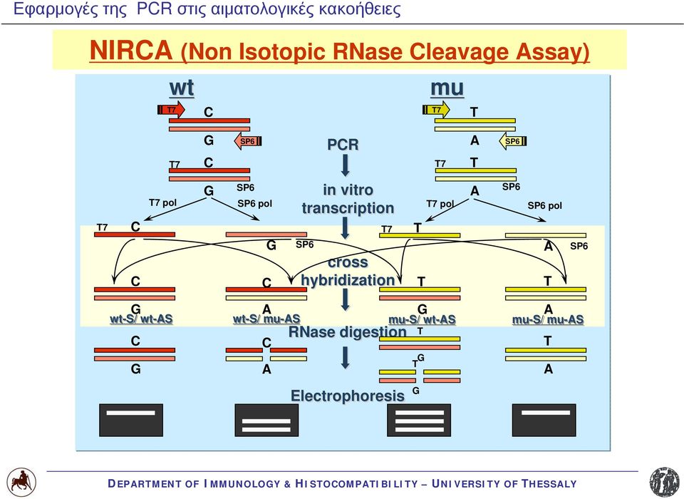 vitro transcription SP6 T7 cross hybridization T T T7 pol A SP6 SP6 pol A T SP6 G wt-s/