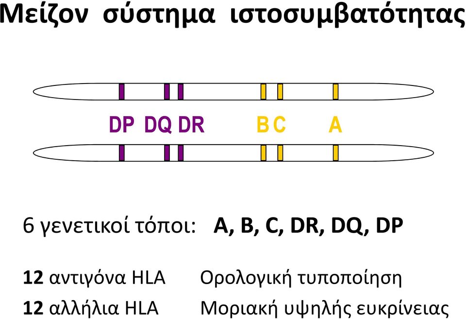 DR, DQ, DP 12 αντιγόνα HLA Ορολογική