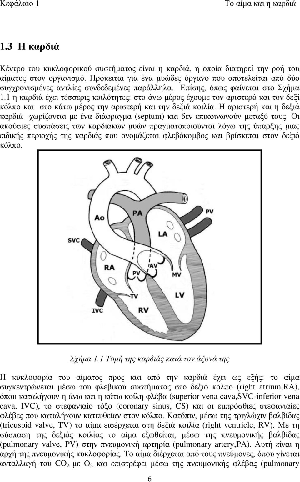 1 η καρδιά έχει τέσσερις κοιλότητες: στο άνω μέρος έχουμε τον αριστερό και τον δεξί κόλπο και στο κάτω μέρος την αριστερή και την δεξιά κοιλία.
