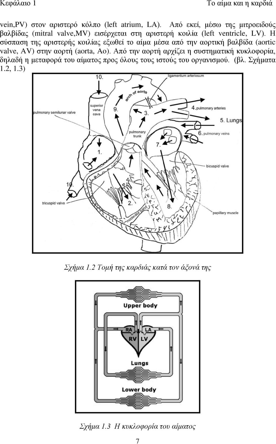 Η σύσπαση της αριστερής κοιλίας εξωθεί το αίμα μέσα από την αορτική βαλβίδα (aortic valve, AV) στην αορτή (aorta, Ao).