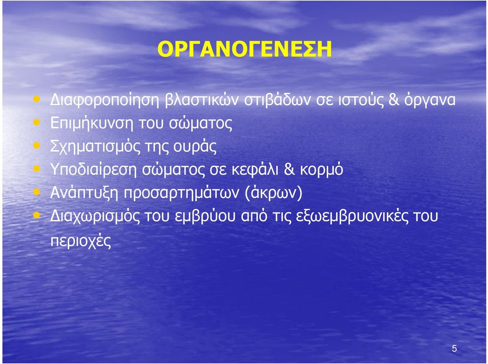 Υποδιαίρεση σώματος σε κεφάλι & κορμό Ανάπτυξη