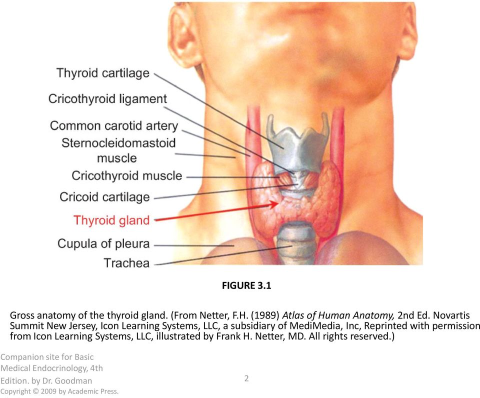 permission from Icon Learning Systems, LLC, illustrated by Frank H. Netter, MD. All rights reserved.