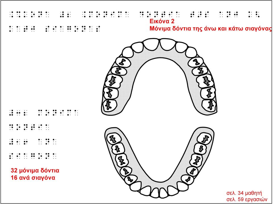 RF MU]JMA YU]^JA BV A]A NJA[U]A 32 μόνιμα δόντια