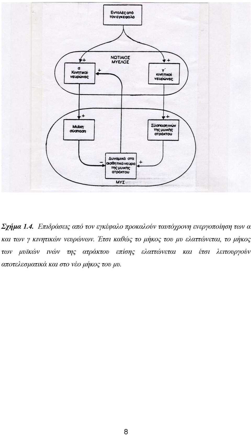 και των γ κινητικών νευρώνων.