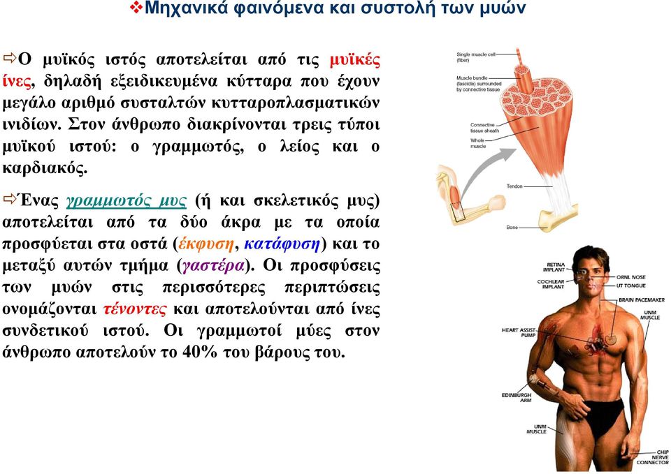 Ένας γραμμωτός μυς (ή και σκελετικός μυς) αποτελείται από τα δύο άκρα με τα οποία προσφύεται στα οστά (έκφυση, κατάφυση) και το μεταξύ αυτών τμήμα