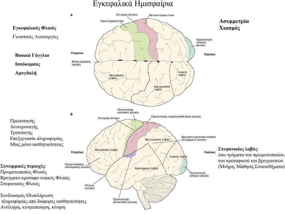 Φλοιός Βρεγµατο-κροταφο-ινιακός Φλοιός Στεφανιαίος Φλοιός Στεφανιαίος λοβός: έσω τµήµατα του πρωµετωπιαίου, του κροταφικού