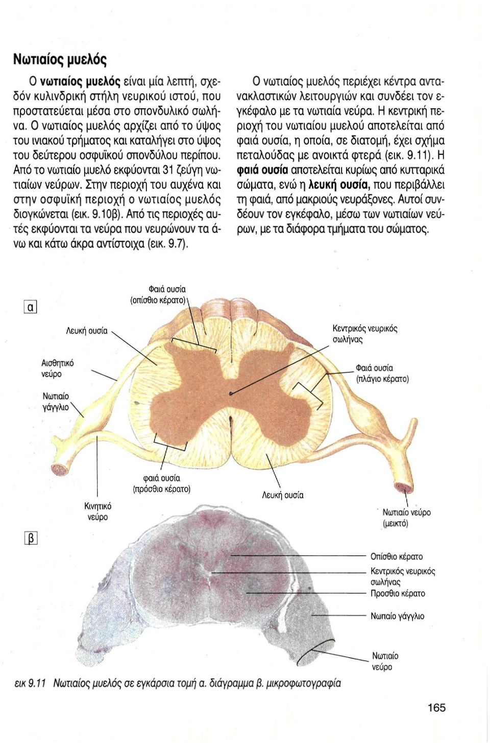 Στην περιοχή του αυχένα και στην οσφυϊκή περιοχή ο νωτιαίος μυελός διογκώνεται (εικ. 9.10β). Από τις περιοχές αυτές εκφύονται τα νεύρα που νευρώνουν τα ά- νω και κάτω άκρα αντίστοιχα (εικ. 9.7).