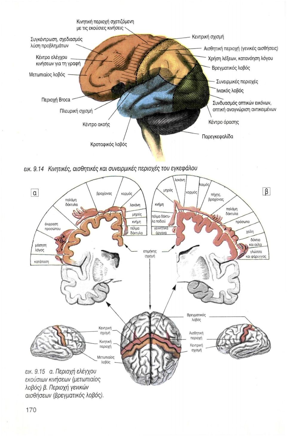 περιοχές του εγκεφάλου 15 α.