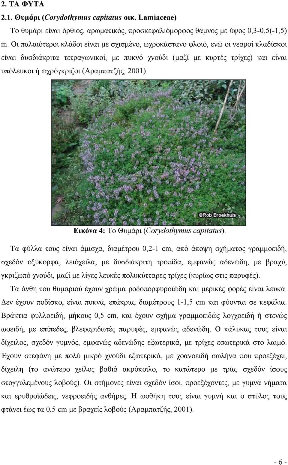 (Αραμπατζής, 2001). Εικόνα 4: Το Θυμάρι (Corydothymus capitatus).