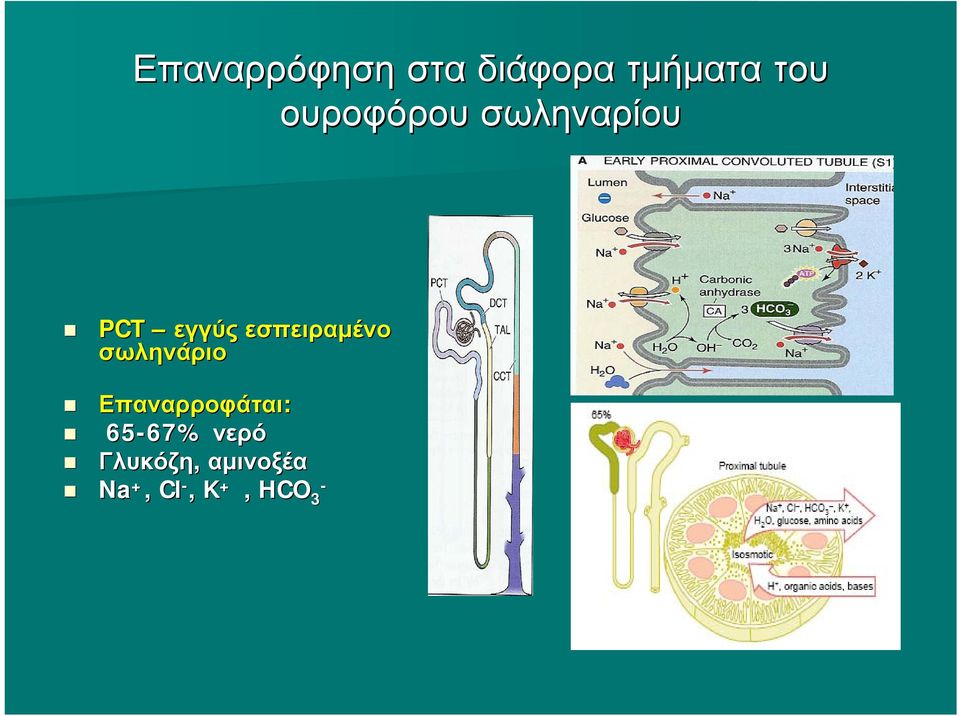 εσπειραμένο σωληνάριο Επαναρροφάται: