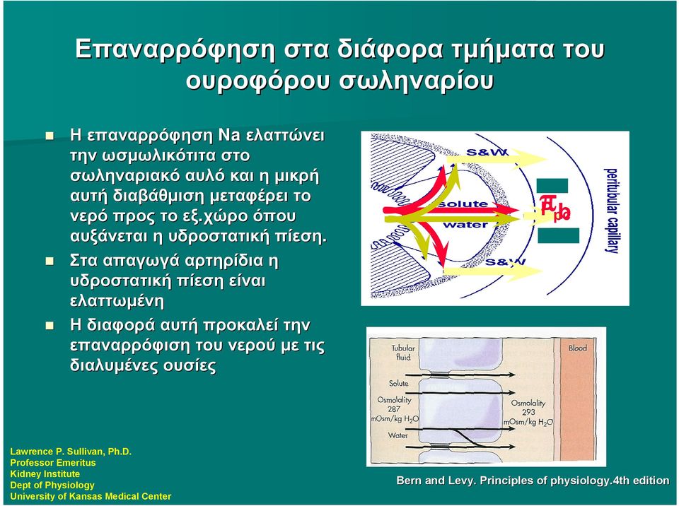 Στα απαγωγά αρτηρίδια η υδροστατική πίεση είναι ελαττωμένη Η διαφορά αυτή προκαλεί την επαναρρόφιση του νερού με τις διαλυμένες