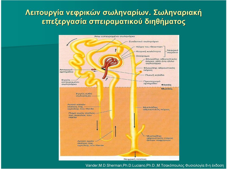 διηθήματος Vander,M.D.Sherman,Ph.D.Luciano,Ph.