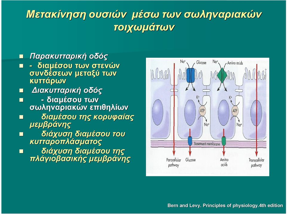 επιθηλίων διαμέσου της κορυφαίας μεμβράνης διάχυση διαμέσου του κυτταροπλάσματος