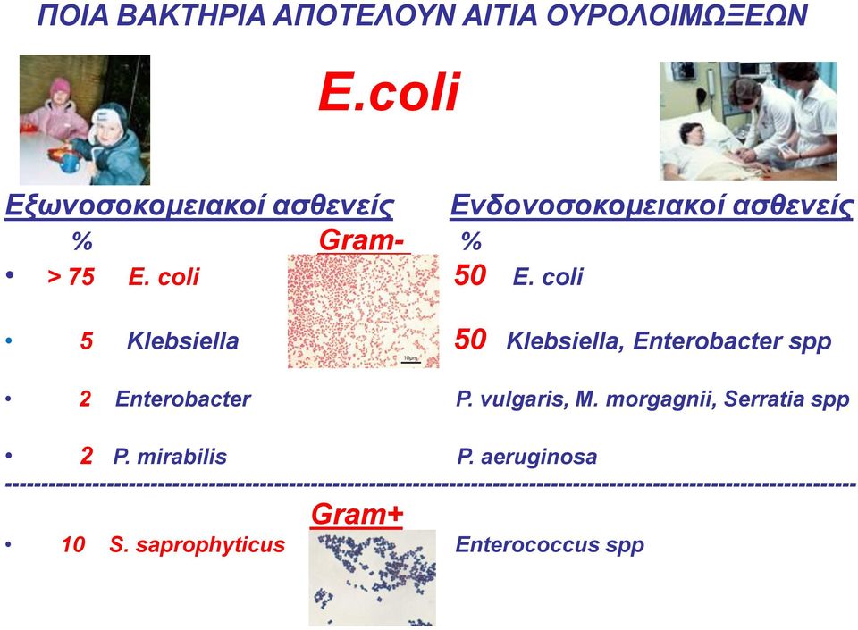 coli 5 Klebsiella 50 Klebsiella, Enterobacter spp 2 Enterobacter P. vulgaris, M.