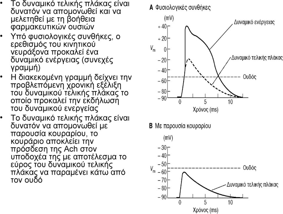 δυναμικού τελικής πλάκας το οποίο προκαλεί την εκδήλωση του δυναμικού ενεργείας Το δυναμικό τελικής πλάκας είναι δυνατόν να απομονωθεί με παρουσία