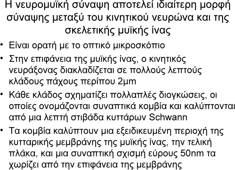 σχηματίζει πολλαπλές διογκώσεις, οι οποίες ονομάζονται συναπτικά κομβία και καλύπτονται από μια λεπτή στιβάδα κυττάρων Schwann Τα κομβία καλύπτουν