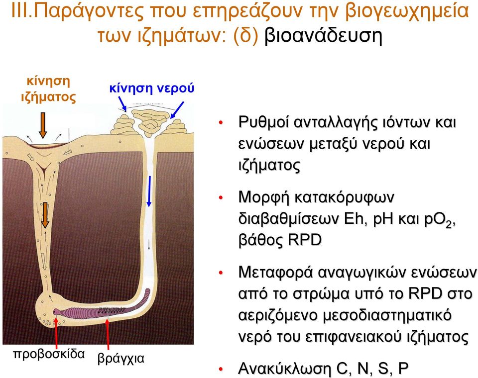 Μορφή κατακόρυφων διαβαθμίσεων Eh, ph και po 2, βάθος RPD Μεταφορά αναγωγικών ενώσεων από το