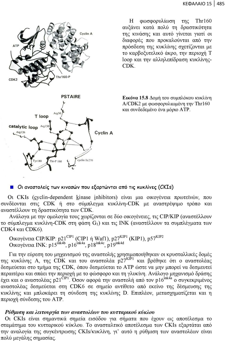 Οι αναστολείς των κινασών που εξαρτώνται από τις κυκλίνες (CKIs) Οι CKIs (cyclin-dependent kinase inhibitors) είναι μια οικογένεια πρωτεϊνών, που συνδέονται στις CDK ή στο σύμπλεγμα κυκλίνη-cdk με
