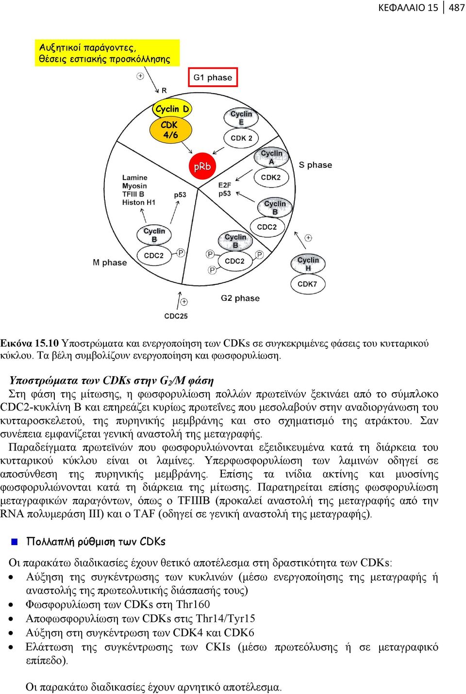 Υποστρώματα των CDKs στην G 2 /Μ φάση Στη φάση της μίτωσης, η φωσφορυλίωση πολλών πρωτεϊνών ξεκινάει από το σύμπλοκο CDC2-κυκλίνη B και επηρεάζει κυρίως πρωτεΐνες που μεσολαβούν στην αναδιοργάνωση