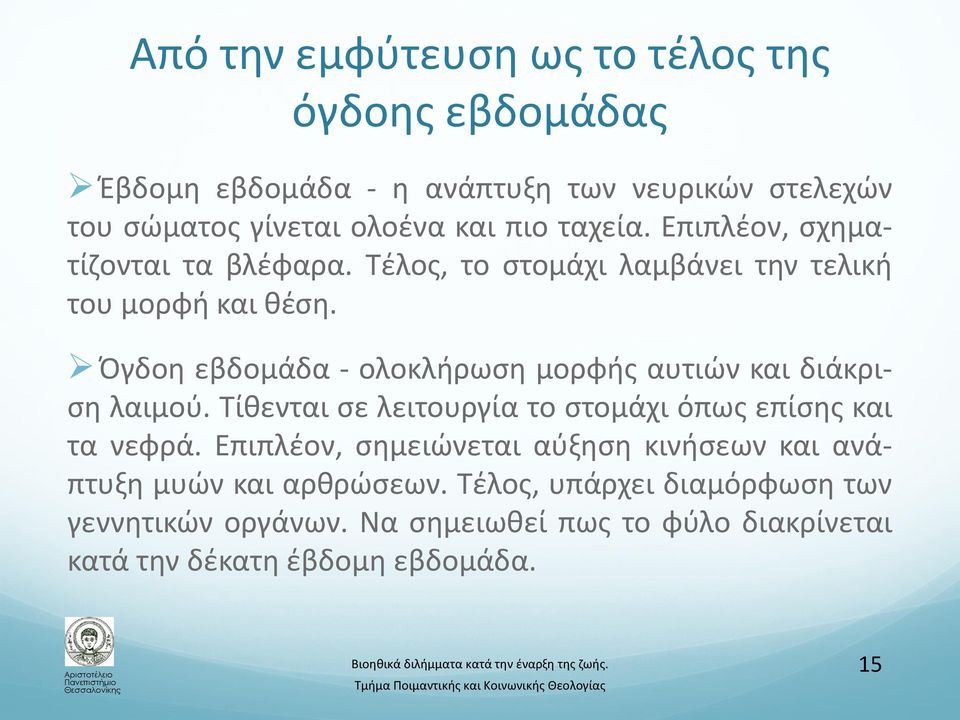 Όγδοη εβδομάδα - ολοκλήρωση μορφής αυτιών και διάκριση λαιμού. Τίθενται σε λειτουργία το στομάχι όπως επίσης και τα νεφρά.