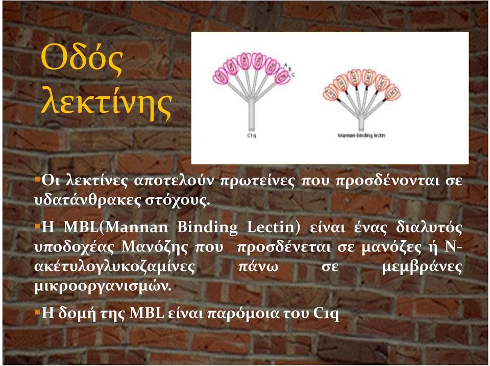 Η MBL(Mannan Binding Lectin) είναι ένας διαλυτός υποδοχέας Μανόζης