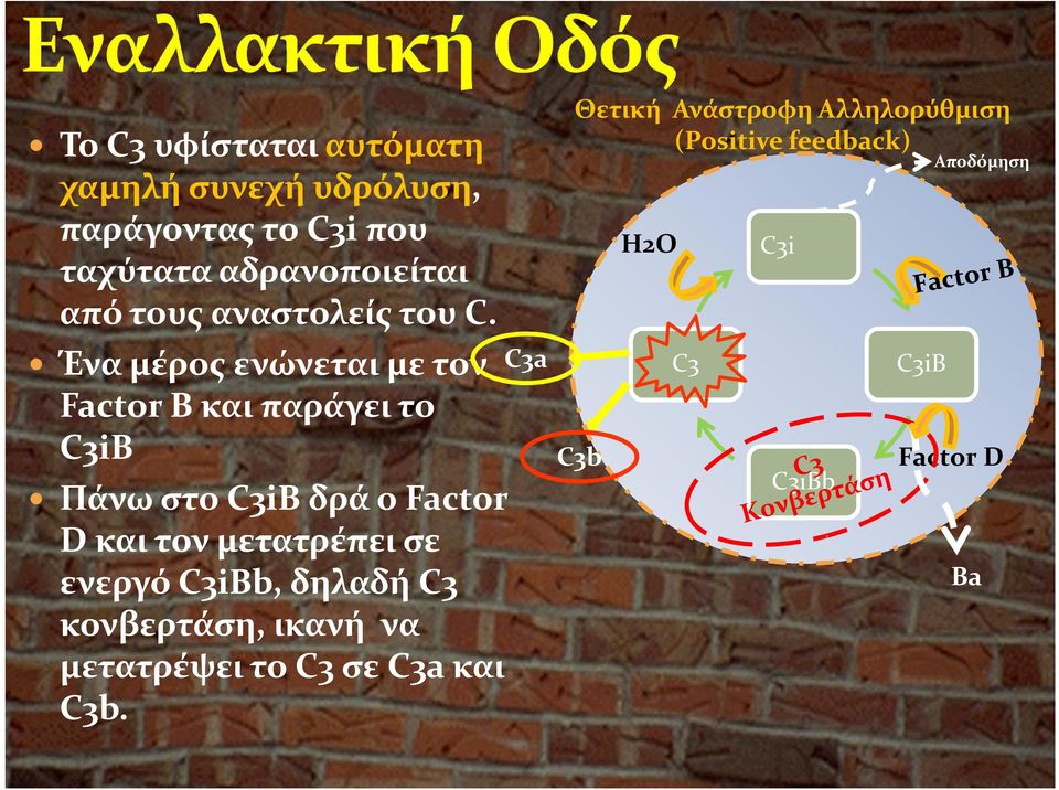 Ένα μέρος ενώνεται με τον Factor B και παράγει το C3iB Πάνω στοc3ibδρά ο Factor D και τον μετατρέπει