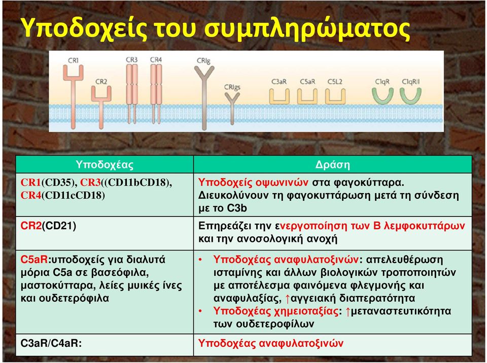 ιευκολύνουν τη φαγοκυττάρωση µετά τη σύνδεση µε το C3b Επηρεάζει την ενεργοποίηση των Β λεµφοκυττάρων και την ανοσολογική ανοχή Υποδοχέας