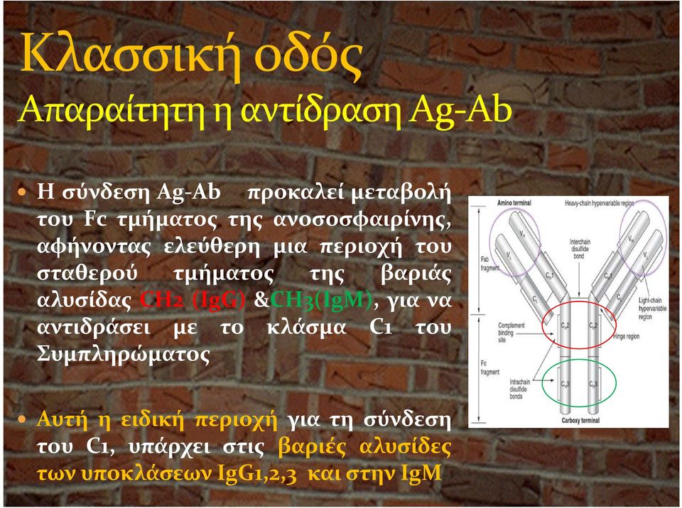 &CH3(IgM), για να αντιδράσει με το κλάσμα C1 του Συμπληρώματος Αυτή η ειδική