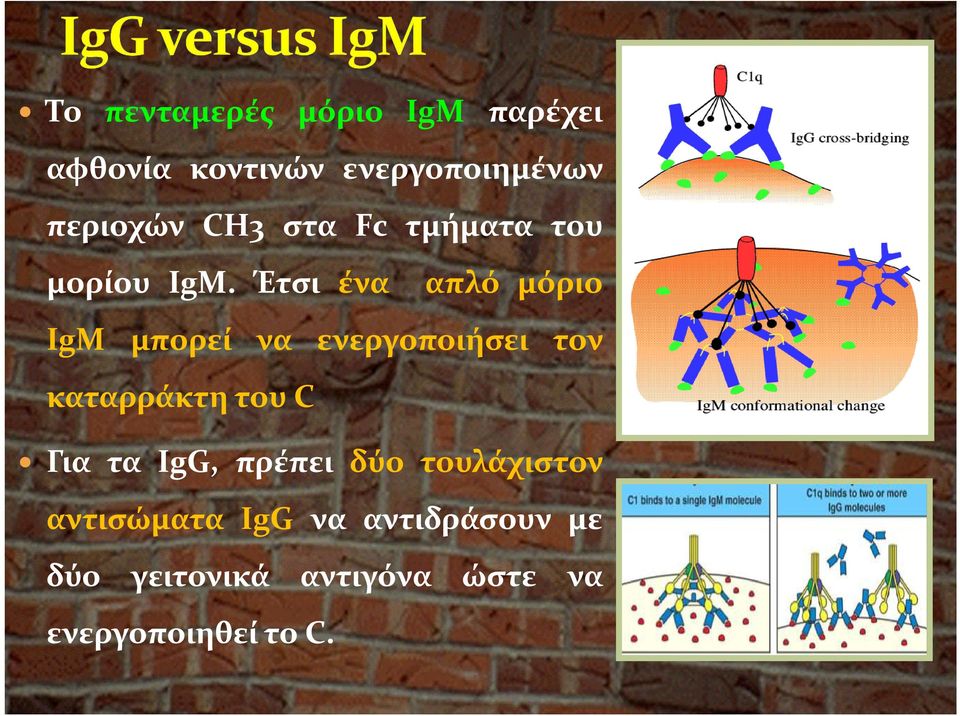 Έτσι ένα απλό μόριο IgM μπορεί να ενεργοποιήσει τον καταρράκτη του C Για