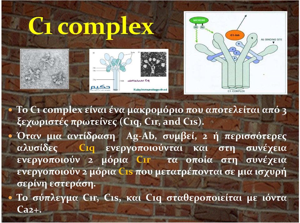 συνέχεια ενεργοποιούν 2 μόρια C1r τα οποία στη συνέχεια ενεργοποιούν 2 μόρια C1s που