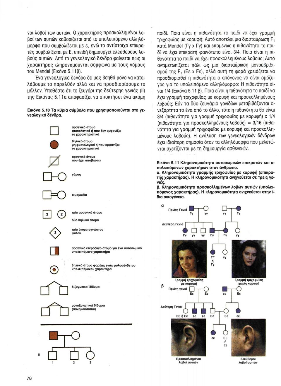 αυτιών. Από το γενεαλογικό δένδρο φαίνεται πως οι χαρακτήρες κληρονομούνται σύμφωνα με τους νόμους του Mendel (Εικόνα 5.11 β).