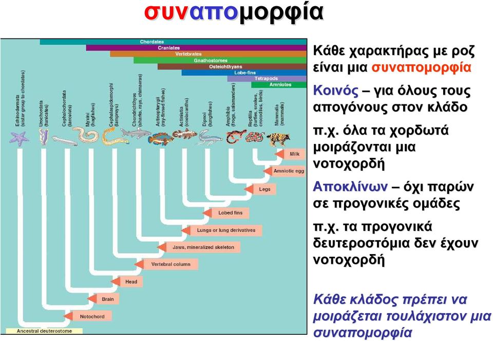 όλα τα χορδωτά μοιράζονται μια νοτοχορδή Αποκλίνων όχι παρών σε προγονικές