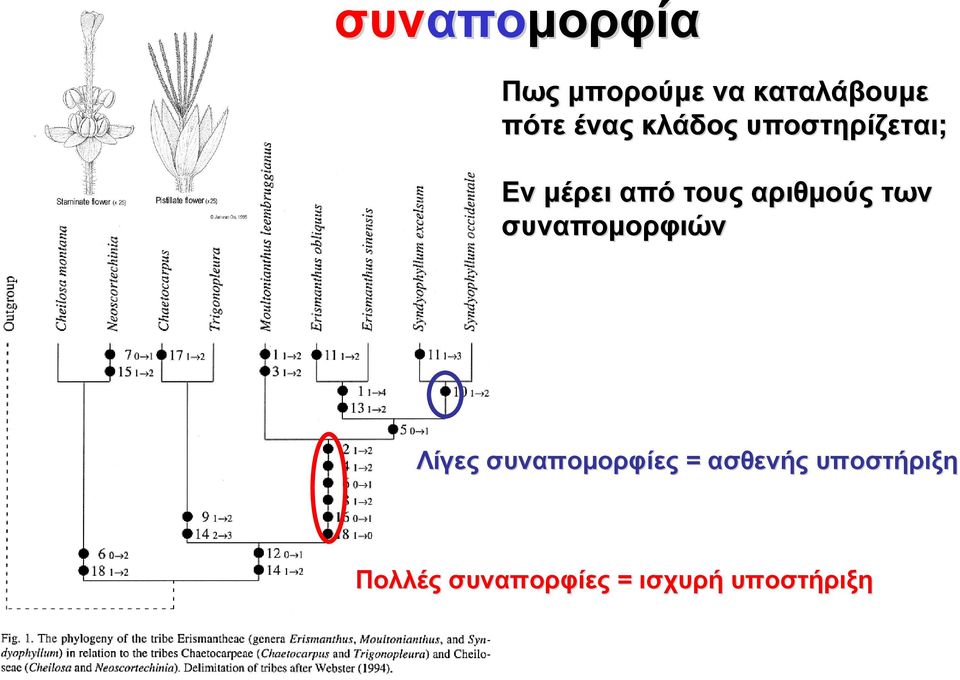 αριθμούς των συναπομορφιών Λίγες συναπομορφίες =