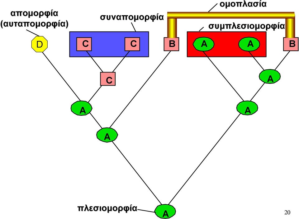 συμπλεσιομορφία D C C B A