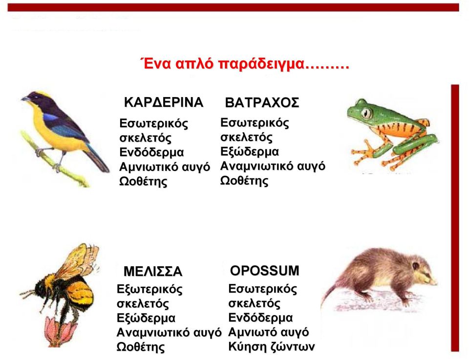 Αναμνιωτικό αυγό Ωοθέτης ΜΕΛΙΣΣΑ Εξωτερικός σκελετός Εξώδερμα