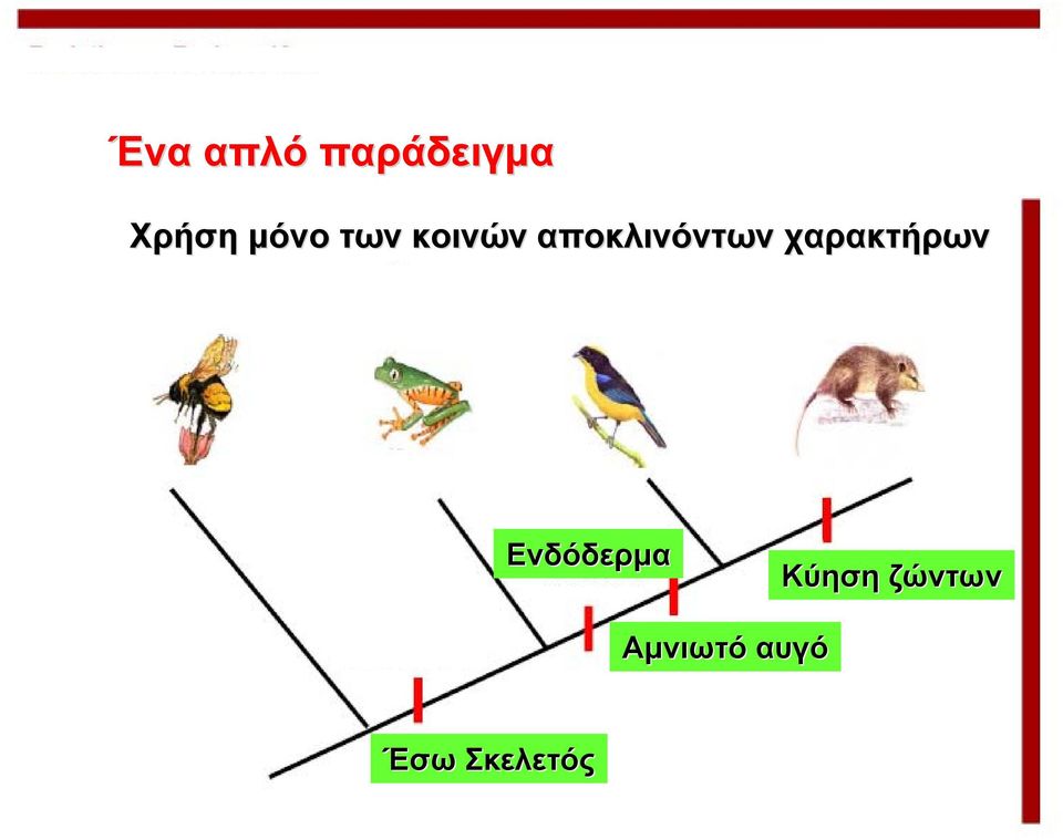 χαρακτήρων Ενδόδερμα Κύηση