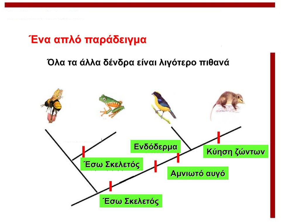 πιθανά Έσω Σκελετός Ενδόδερμα