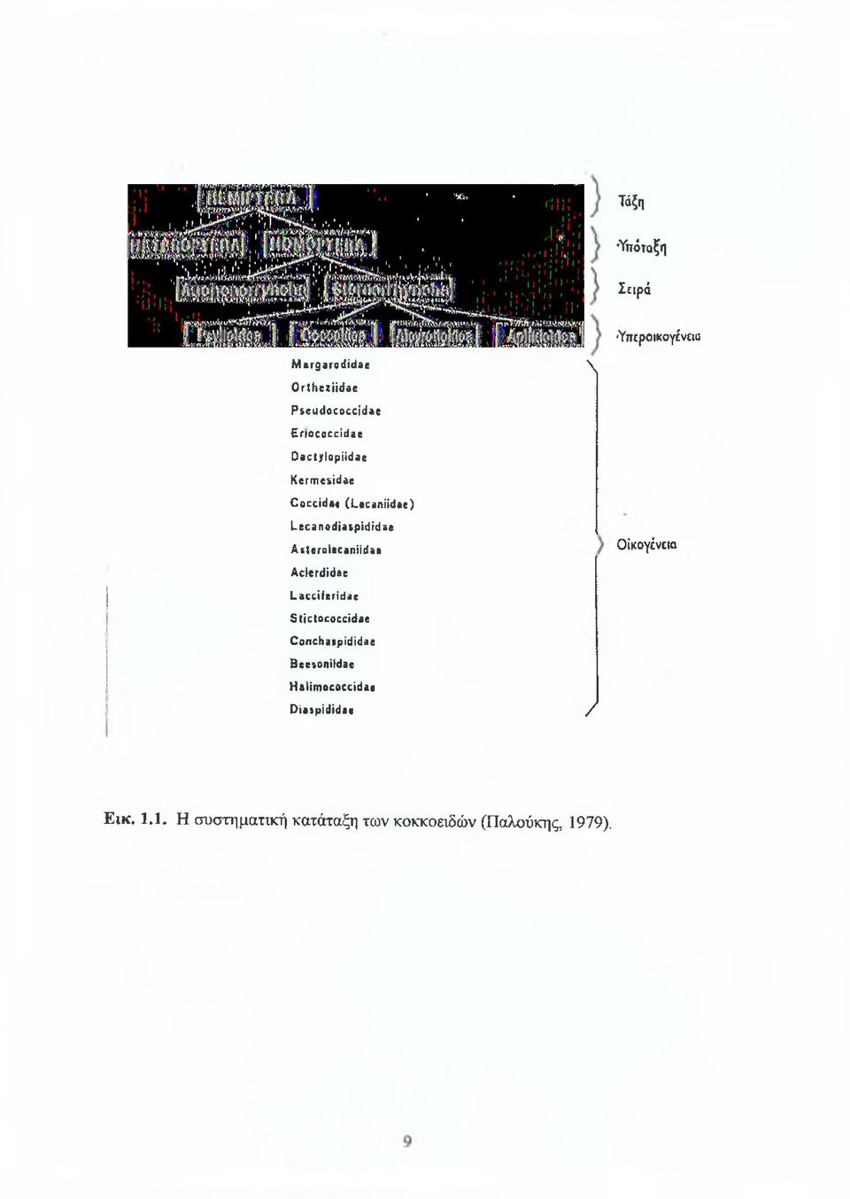 Οοεείάβ«(Ι,βεαηϋάζζ) ί.