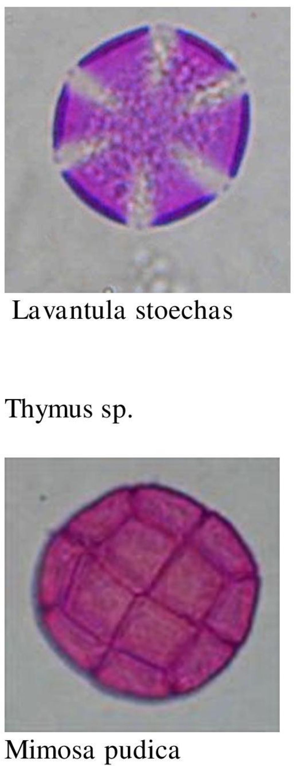 Thymus sp.