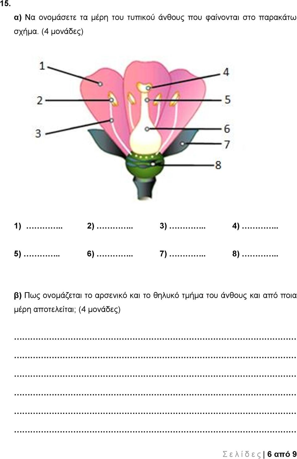 . β) Πως ονομάζεται το αρσενικό και το θηλυκό τμήμα του άνθους