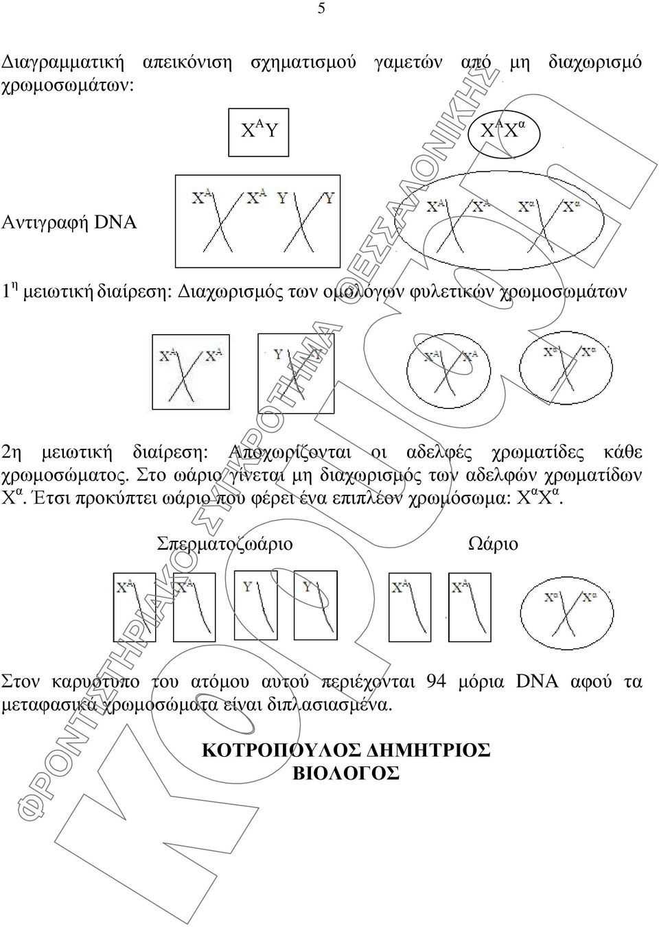 Στο ωάριο γίνεται µη διαχωρισµός των αδελφών χρωµατίδων Χ α. Έτσι προκύπτει ωάριο που φέρει ένα επιπλέον χρωµόσωµα: Χ α Χ α.