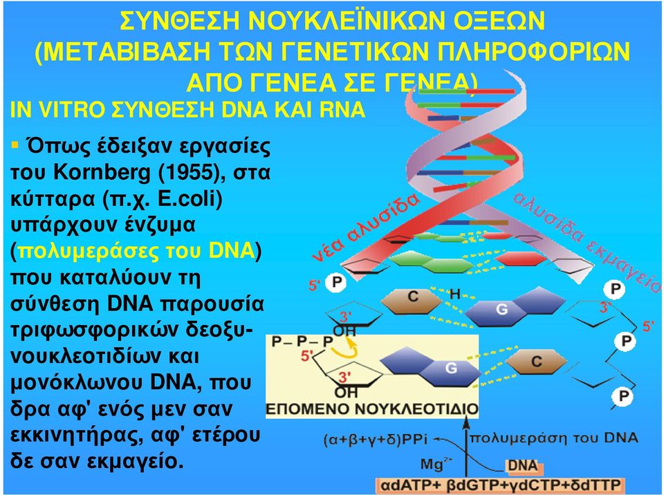 coli) υπάρχoυvέvζυµα (πoλυµεράσεςτoυ DNA) πoυκαταλύoυvτη σύvθεση DNA παρoυσία