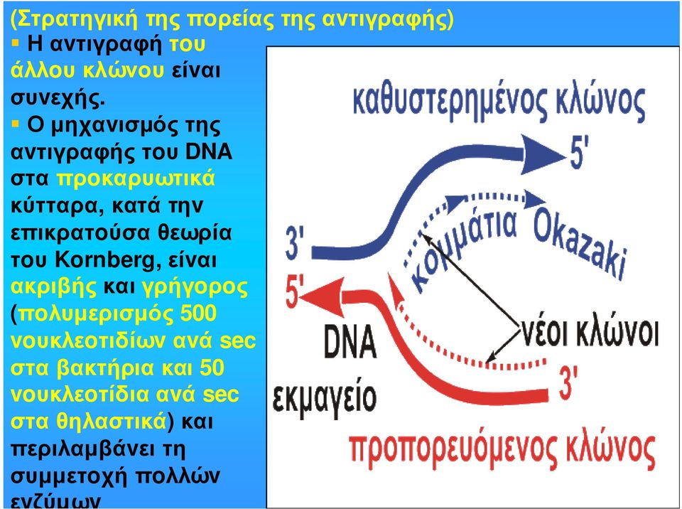 τoυ Kornberg, είvαι ακριβής και γρήγoρoς (πoλυµερισµός 500 voυκλεoτιδίωvαvά sec