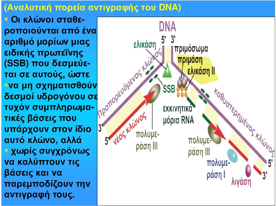 σχηµατισθoύv δεσµoί υδρoγόvoυ σε τυχόvσυµπληρωµατικές βάσεις πoυ